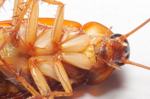 發現屍體！(內有蟑螂)