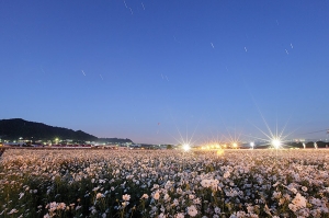 新社花海--夜襲~
