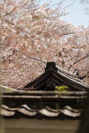 7D賞京都醍醐寺の桜