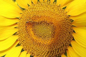 Sunflower 採花賊