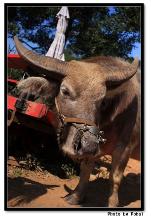 2012-02-05 草尼馬@@ BY 凱爺