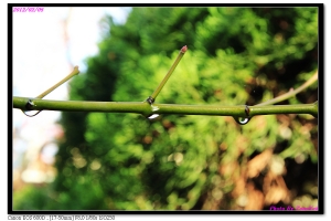 新竹湖口老街附近隨拍 ... By Tony