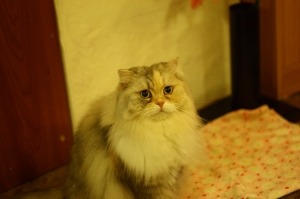 Cat's graden