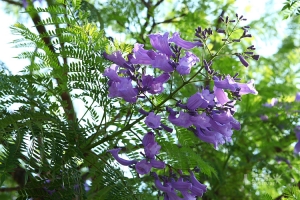 藍花楹～五月的紫精靈＠中興新村