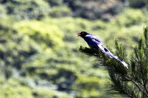 台灣藍鵲