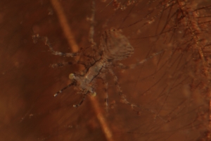 鬥魚生長記錄發現的不明生物