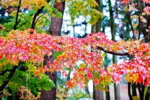 + それから,一緒に旅行に行きましょか +