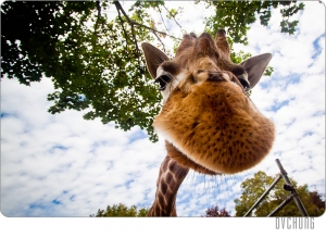 ::: Zoo Animals 動物大集合 :::