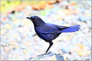 正大鳥鳥圖-6 紫嘯鶇