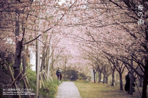 2011 武陵櫻花雨