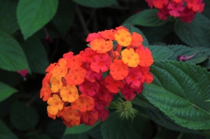 都會公園的花都開了唷