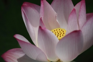 2011 台大安康農場 荷花季 初期分享