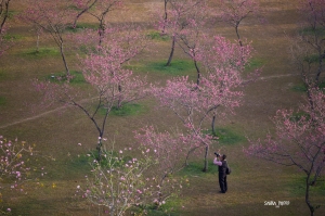 阿楞帶我們去賞櫻花~~~