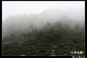 南投 - 忘憂森林