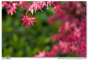 楓紅天元。20090326天元宮