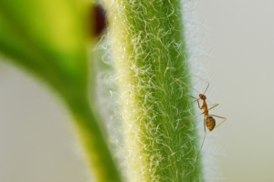 200mm  micro  生態試拍