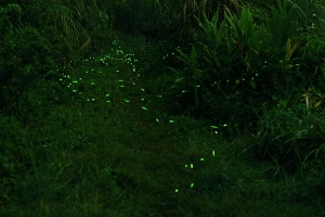 夜拍螢火蟲!