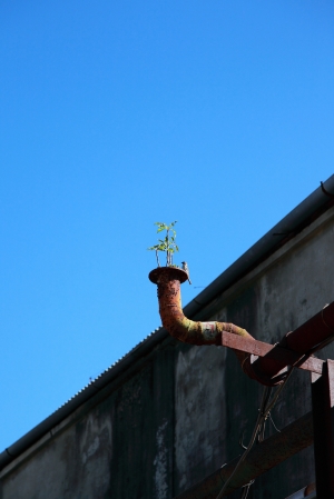 溫馨一張流~《都市綠洲》