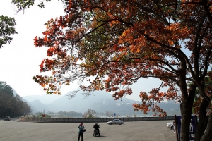 2014 石門水庫 賞楓