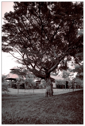 陰天的半紅外線攝影實驗測試