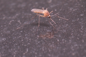 噁心的蚊子特寫(不喜勿入)
