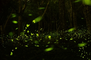 2011春夜之奇蹟東勢螢河(1)