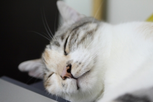 我家愛喵Lucky生活照