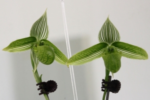 20110306_台南後壁_蘭花展_Final(圖多47P)