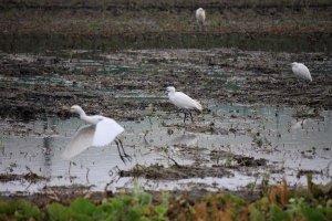 EF-S 55-250 春節鄉下亂拍