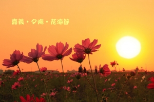 嘉義．夕陽．花海節