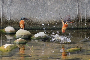 456打鳥記 - 難得的鳥照片