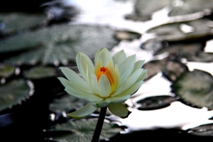 台東蓮花三張不入流