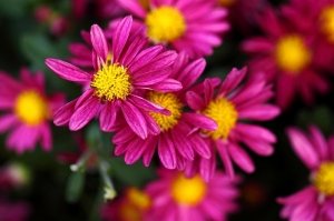 百微L-士林官邸-菊宴