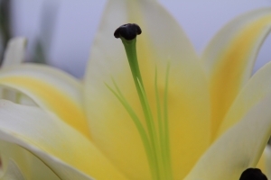 香水百合<一張流>