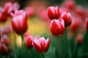 --Tulipa--