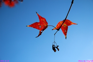 好個藍天,內灣遇見的楓紅 ...By Tony