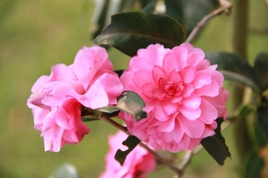 F1.8 大光圈魔力