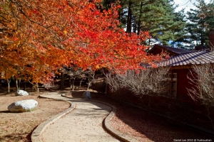 楓之旅---福壽山&楓紅谷