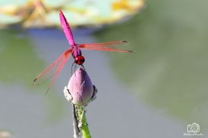生態隨拍-23&nbsp;&nbsp;荷花&蜻蜓