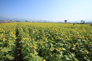 新社花海漫步..還有狗狗