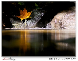楓信秋詩。新山夢湖、福壽山農場