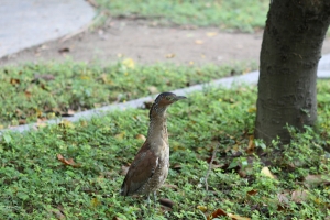 建國百年~人擠人~拍飛機