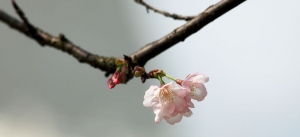 櫻櫻美代子