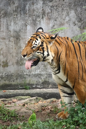到新山動物園走走