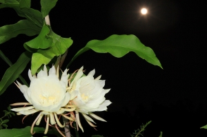 一張流~曇花一現