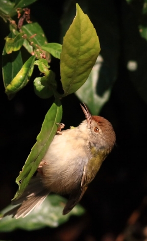 小鳥圖