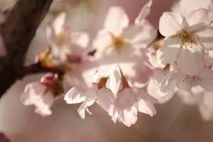 加拿大的櫻花(Richmond)