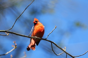 台灣鳥看多了！來點洋騷味吧！(上)