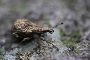 最近中了百微毒....一直狂拍