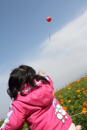 2010新社花海 盛開